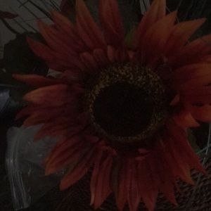 Meet your Posher, Lynn